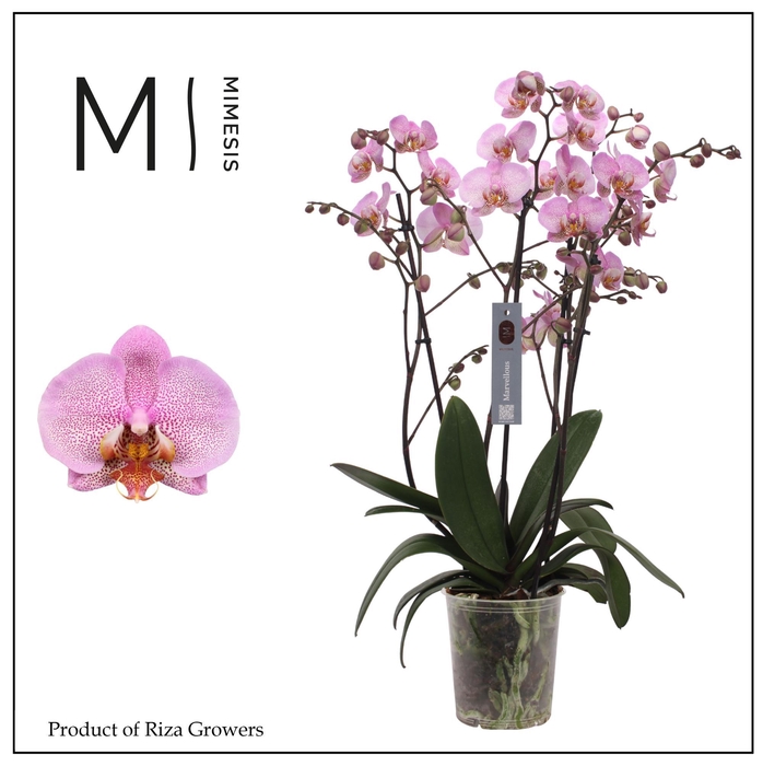 <h4>Phalaenopsis Marvellous Pink Special 50+ – 17cm | Mimesis</h4>
