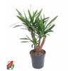 Yucca