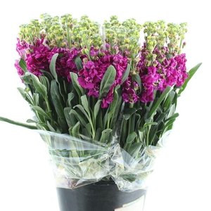 Matth Incana Iron Deep Pink