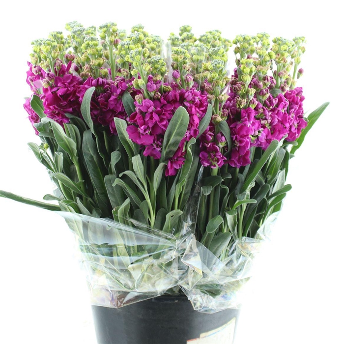 <h4>Matth Incana Iron Deep Pink</h4>