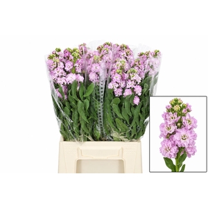 MATTH IRON CHERRY BL
