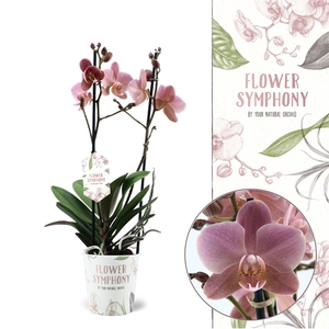 Flower Symphony | Treviso | Phalaenopsis 2 spike