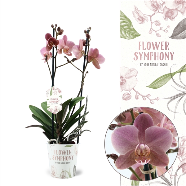 <h4>Flower Symphony | Treviso | Phalaenopsis 2 spike</h4>