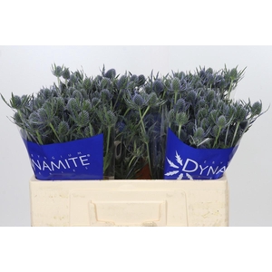 Eryngium Blue Dynamite