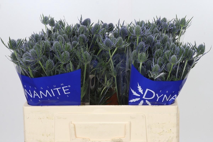 Eryngium Blue Dynamite