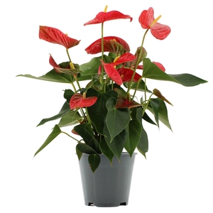 Anthurium 14 cm Casparo in Transparant sleeve