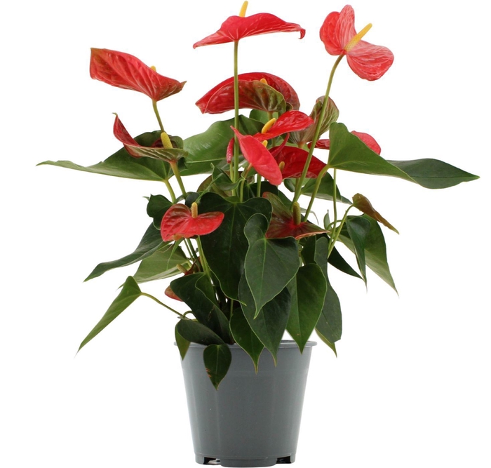 <h4>Anthurium 14 cm Casparo in Transparant sleeve</h4>