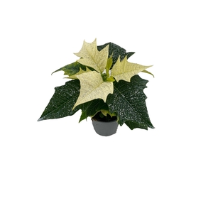 Euphorbia Alaska met glitters zilver