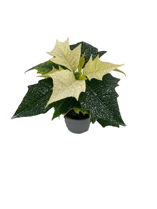 <h4>Euphorbia Alaska met glitters zilver</h4>
