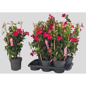 MANDE SUN RED