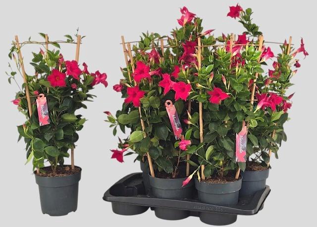 <h4>MANDE SUN RED</h4>