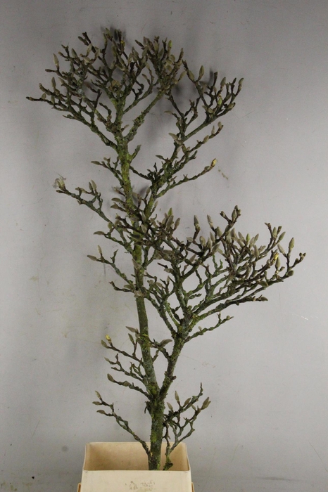 MAGNOLIA GRILLIG PER STEM 160CM