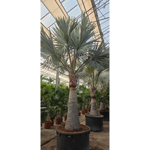 Bismarckia nobilis