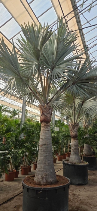 <h4>Bismarckia nobilis</h4>