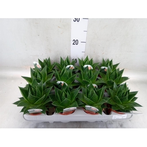 Aloe aristata 'Cosmo'