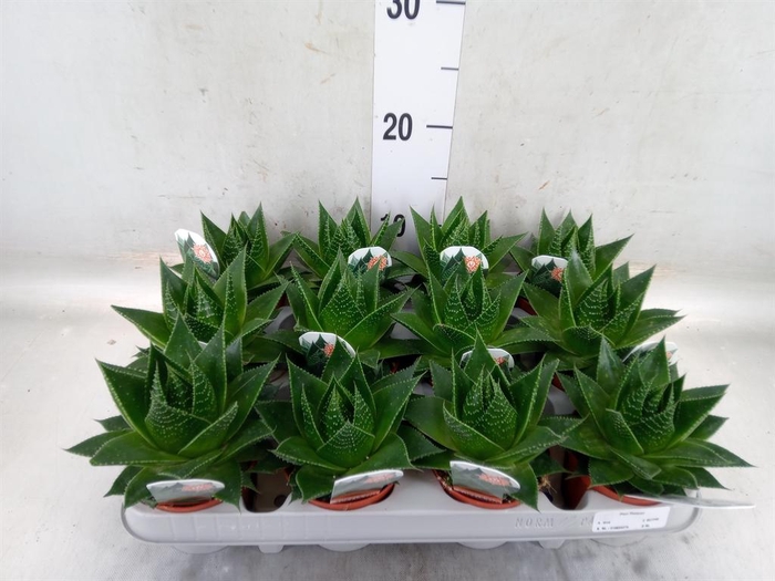 <h4>Aloe aristata 'Cosmo'</h4>