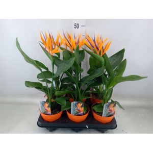 Arr.  Strelitzia L%