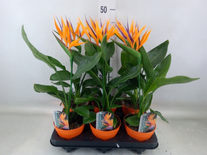 <h4>Arr.  Strelitzia L%</h4>
