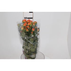 ROSA SPRAY BABE 060 CM