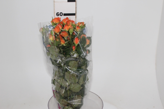 <h4>ROSA SPRAY BABE 060 CM</h4>