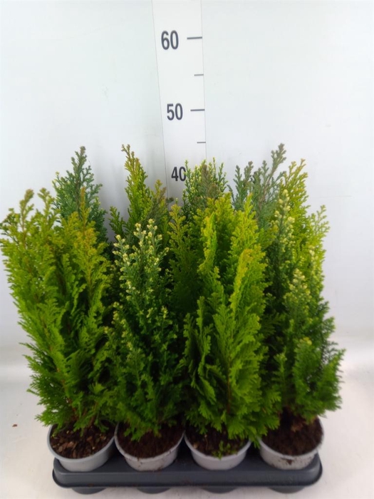 <h4>Conifers   ...mix</h4>