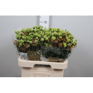 Eus G Rosanne Terracotta
