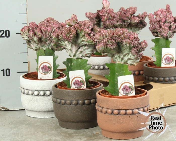 <h4>EUPHOR LAC CRISTATA</h4>