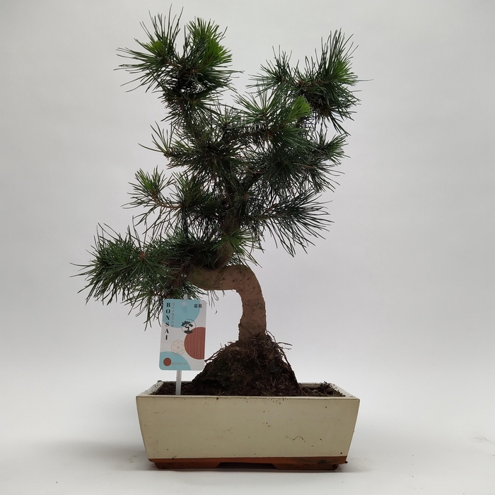 <h4>Pinus Sylvestris Bonsai 'Traditional' 25 cm</h4>