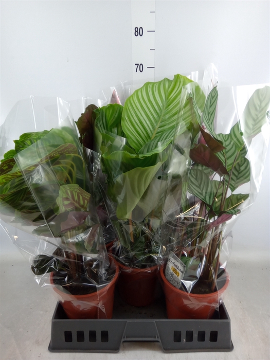 <h4>Calathea   ...mix</h4>