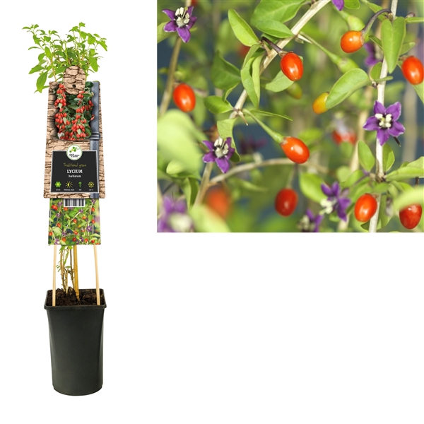 Lycium barbarum 'Instant Succes' +3.0 label