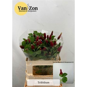 Trif Purpureum