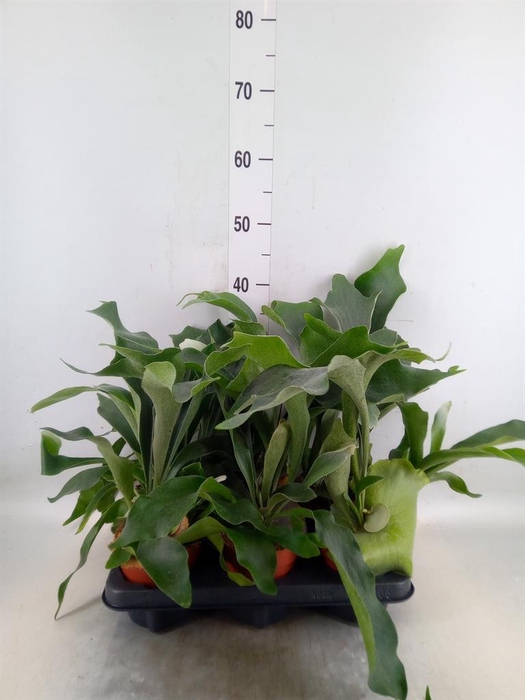 <h4>Platycerium bifurc.</h4>