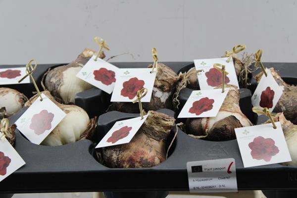 <h4>Bloembol Hippeastrum Rood</h4>