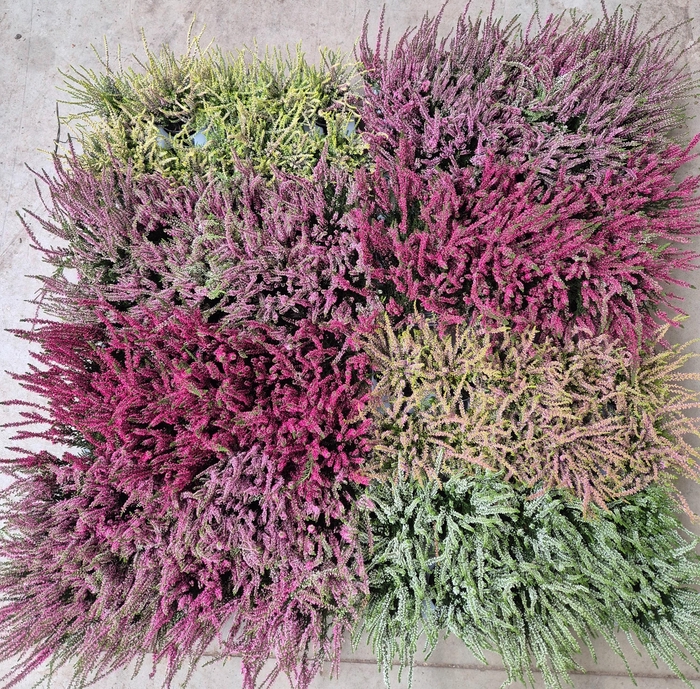 <h4>CALLU MIXK 5 KL</h4>