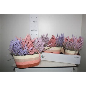 Arr Callu Klb Paint Pastel Mix 3pp In Mand