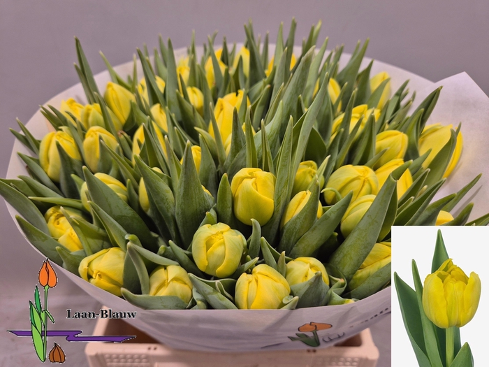 <h4>TU DU DOUBLE TROUBLE</h4>