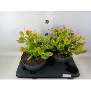 Crassula ovata 'Sunset'