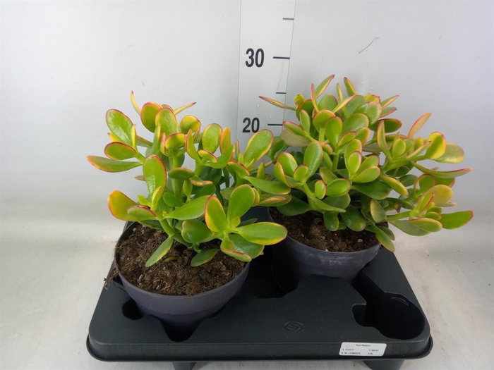 <h4>Crassula ovata 'Sunset'</h4>