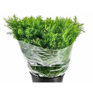 Conifers Cryptomeria Elegans Extra