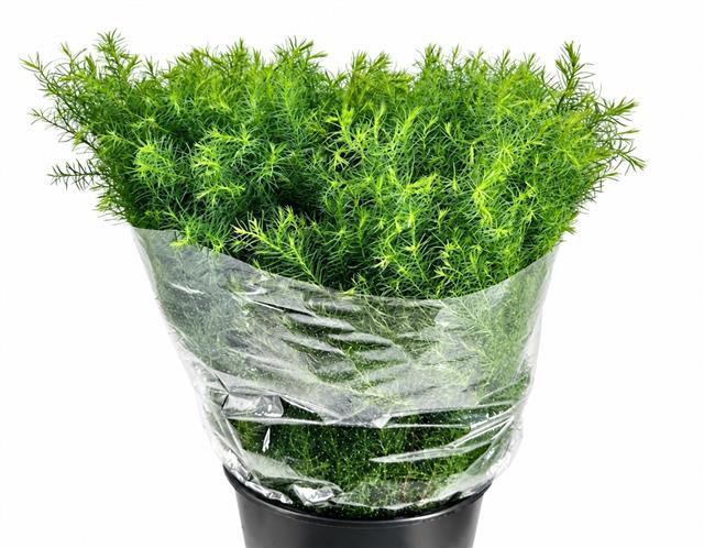 <h4>Conifers Cryptomeria Elegans Extra</h4>