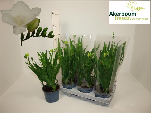 <h4>FREESIA FEGOOD WHITE</h4>