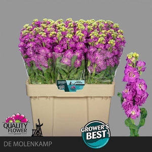 Matth StoX Deep Rose Molenkamp