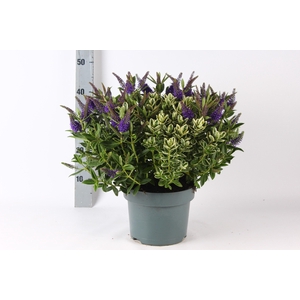HEBE ADDE GEM IN POT