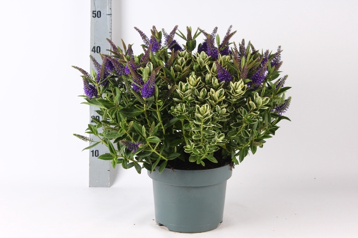<h4>HEBE ADDE GEM IN POT</h4>