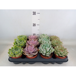 Echeveria   ...mix