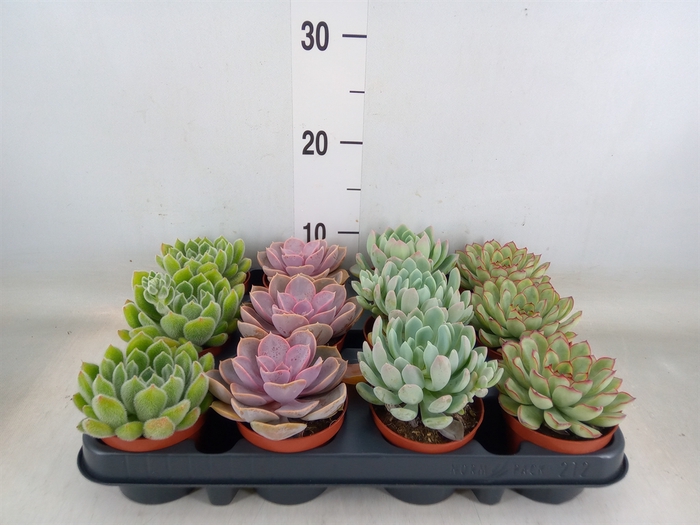 <h4>Echeveria   ...mix</h4>