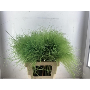 Dried Stypha Penata Applegreen(10 Toef) Bunch