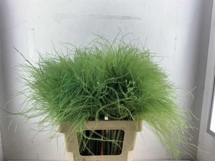 <h4>Dried Stypha Penata Applegreen(10 Toef) Bunch</h4>