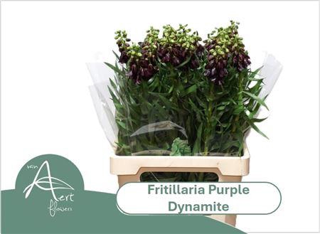 <h4>FRIT PURPLE DYNAMITE</h4>