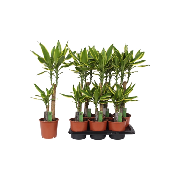 <h4>Dracaena Golden Coast, 17 cm pot</h4>